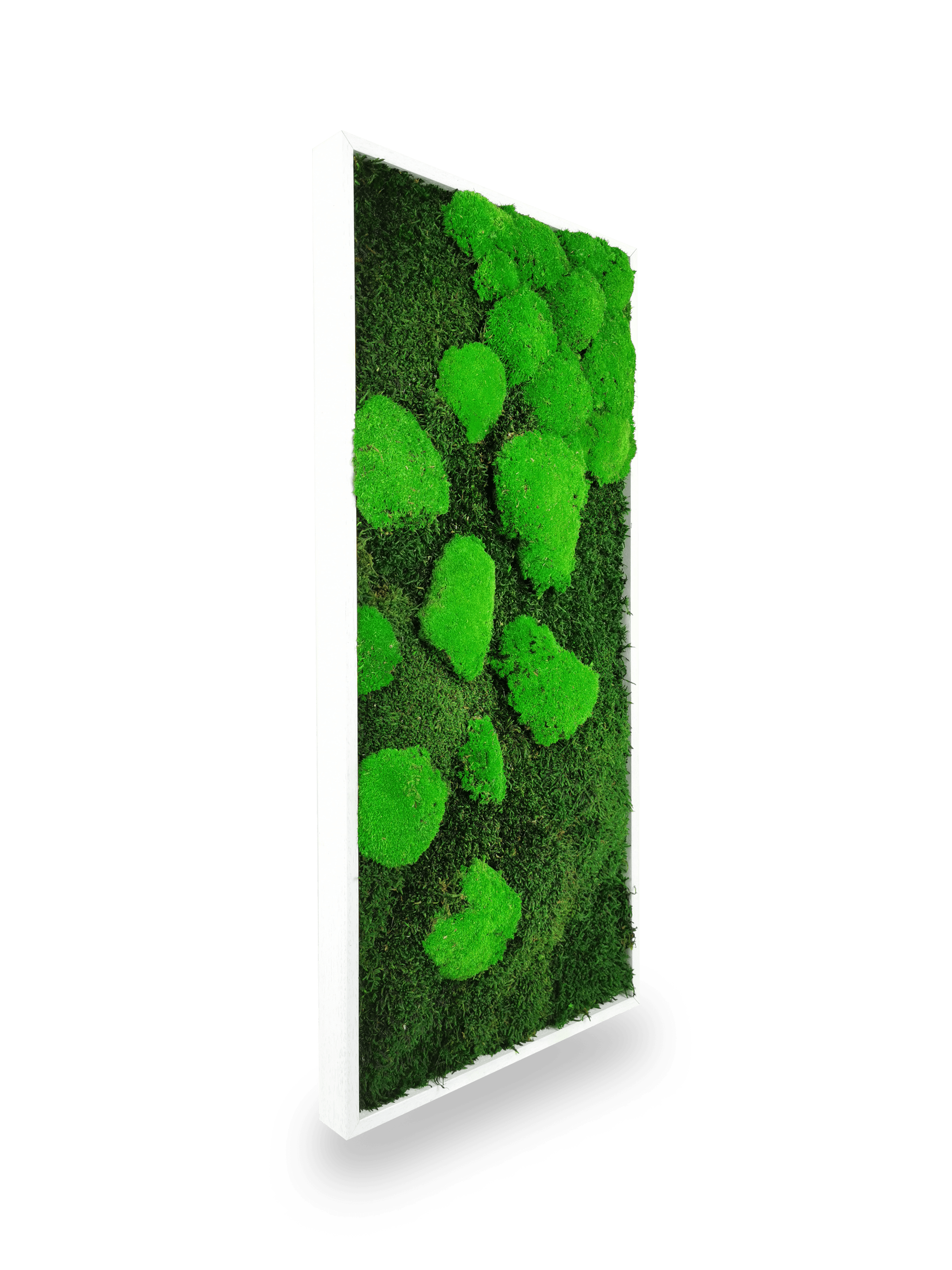 Quadro vegetale naturale stabilizzato al muschio 34x74 cm