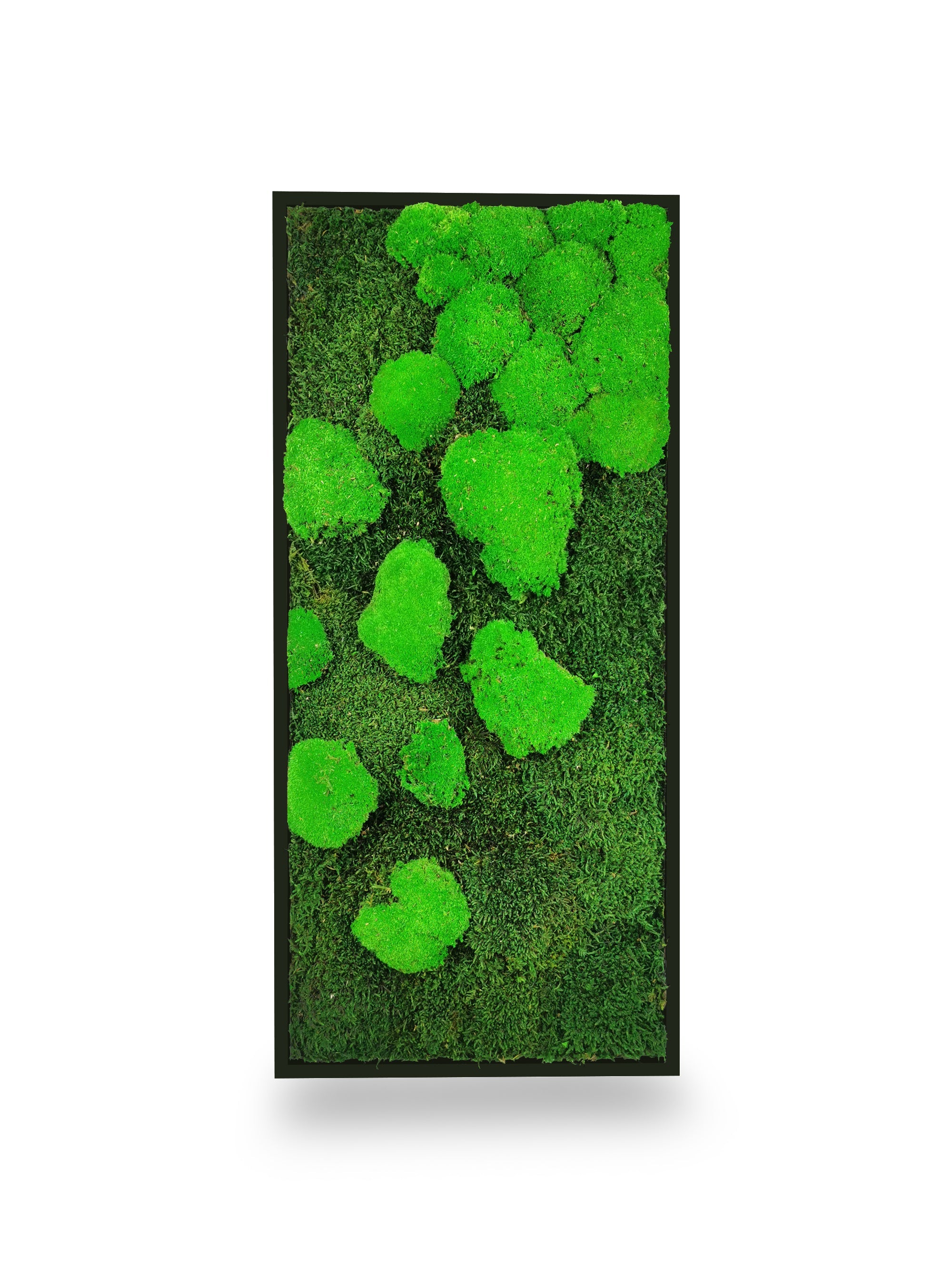 Quadro vegetale naturale stabilizzato al muschio 34x74 cm
