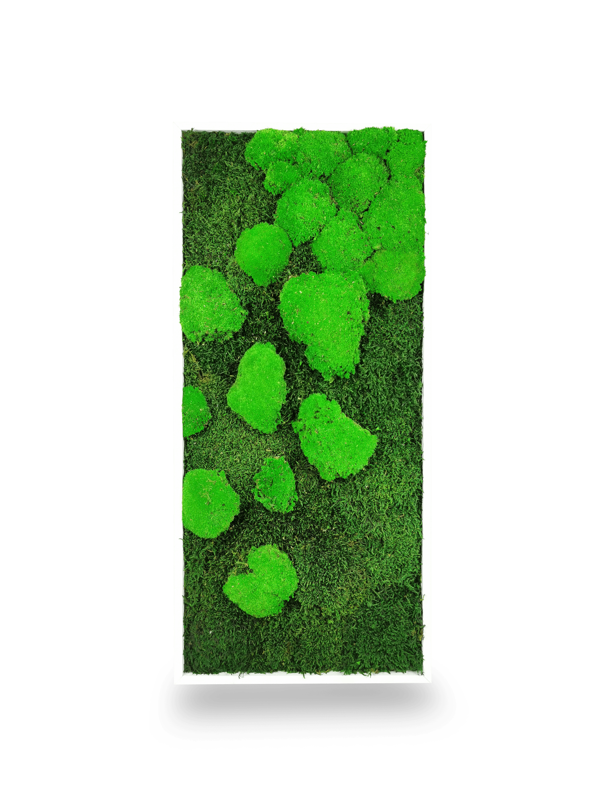 Quadro vegetale naturale stabilizzato al muschio 34x74 cm