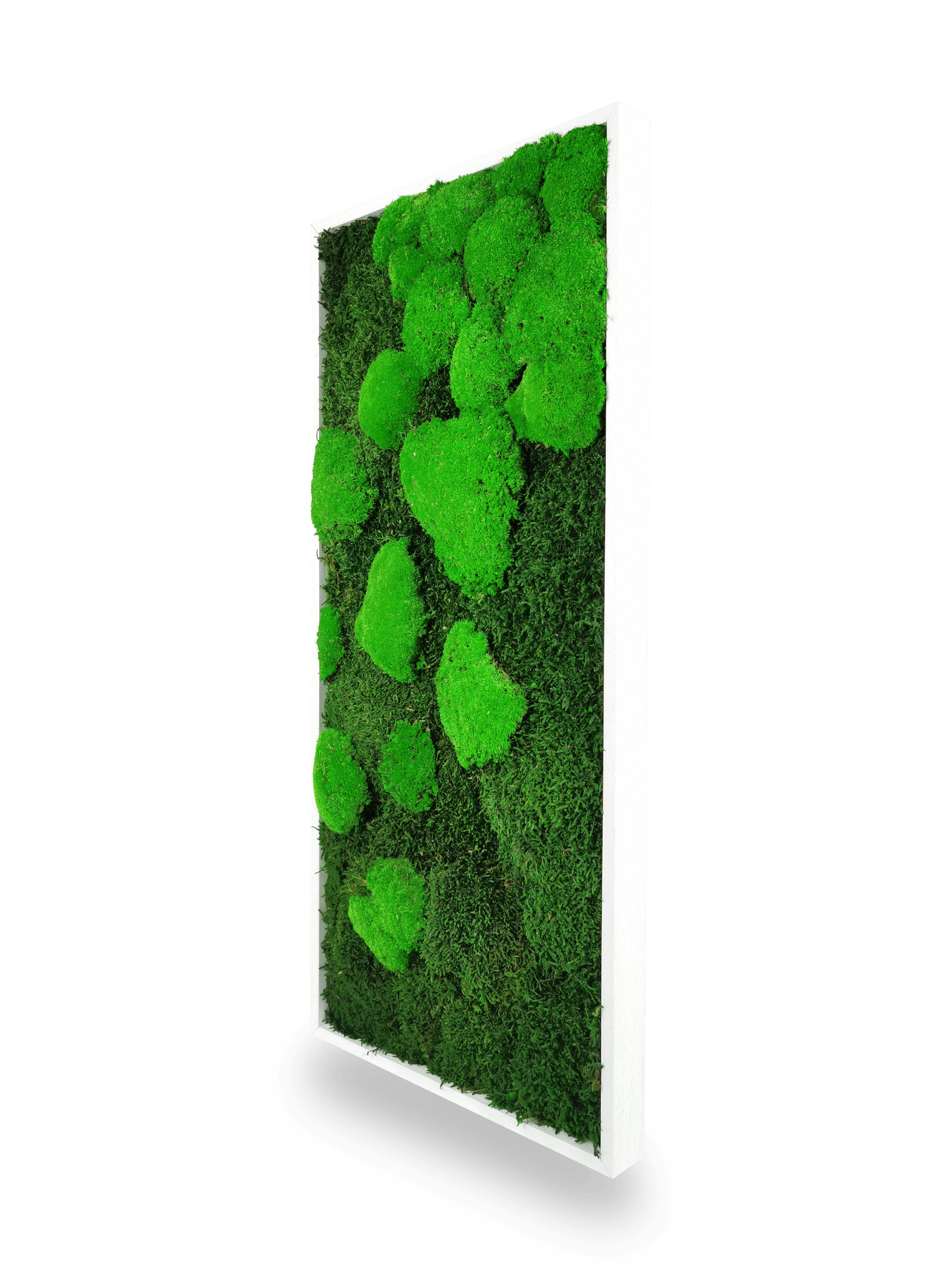 Quadro vegetale naturale stabilizzato al muschio 34x74 cm
