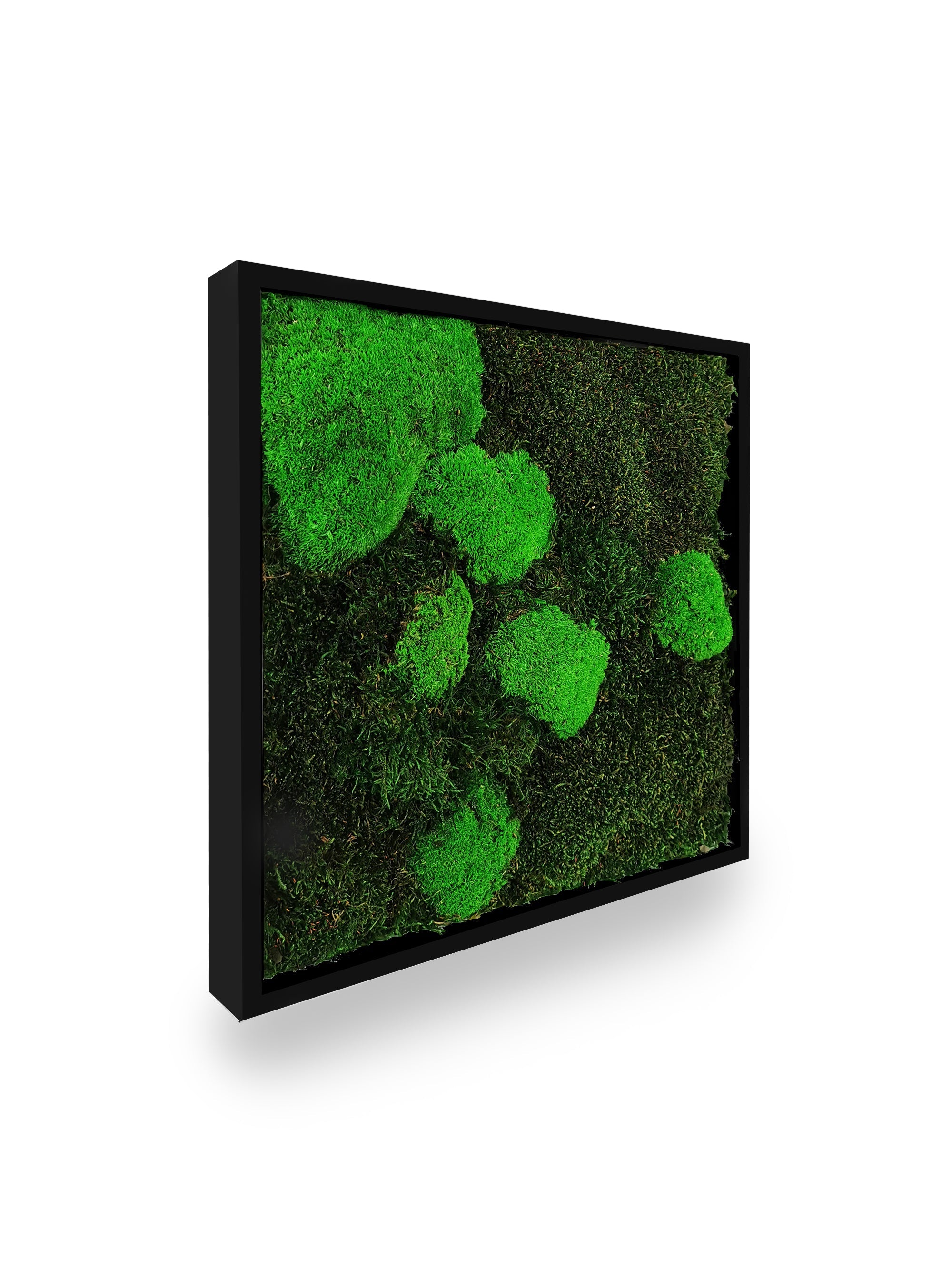 Tableau végétal naturel stabilisé Moss 35x35