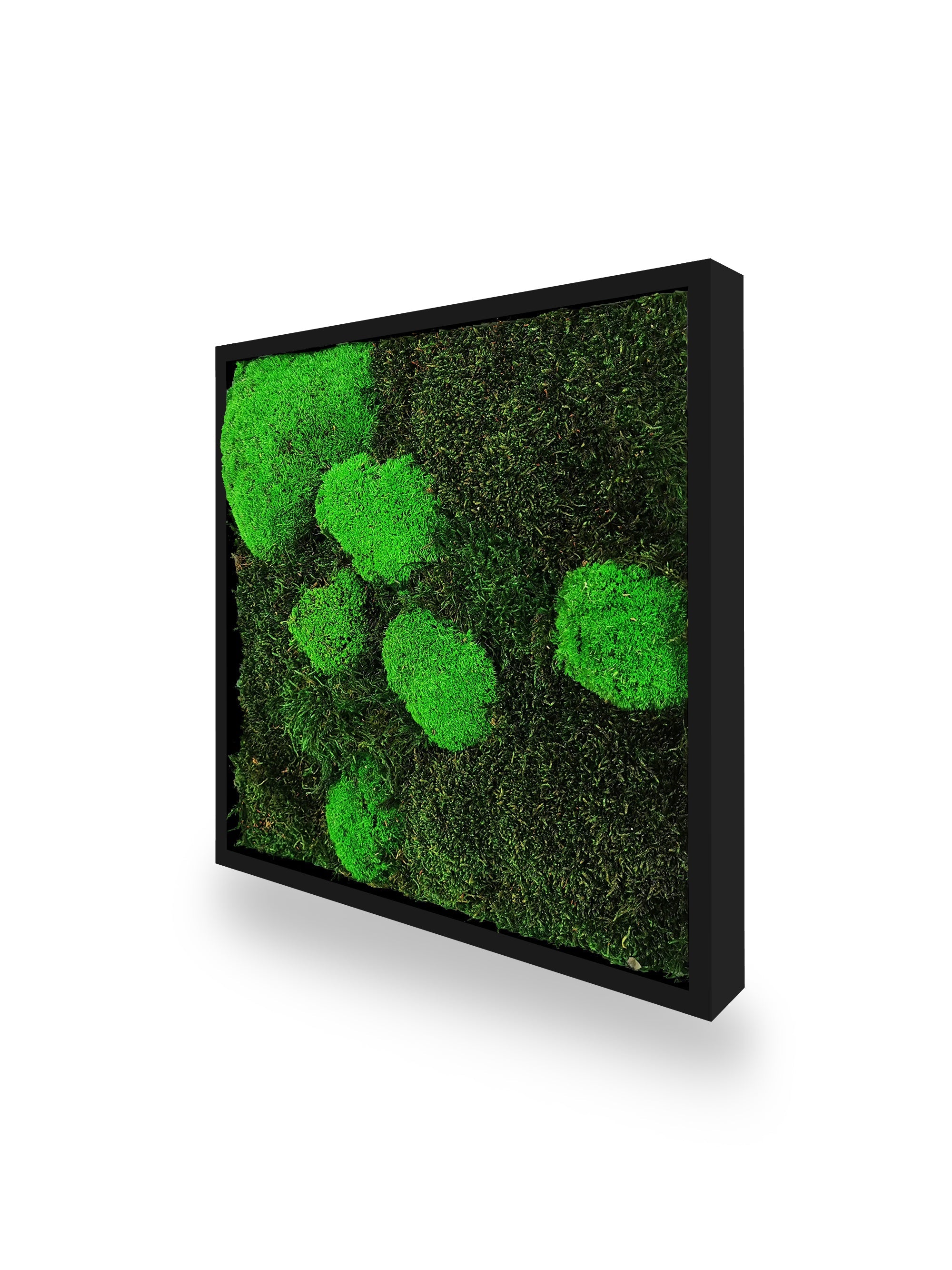 Tableau végétal naturel stabilisé Moss 35x35