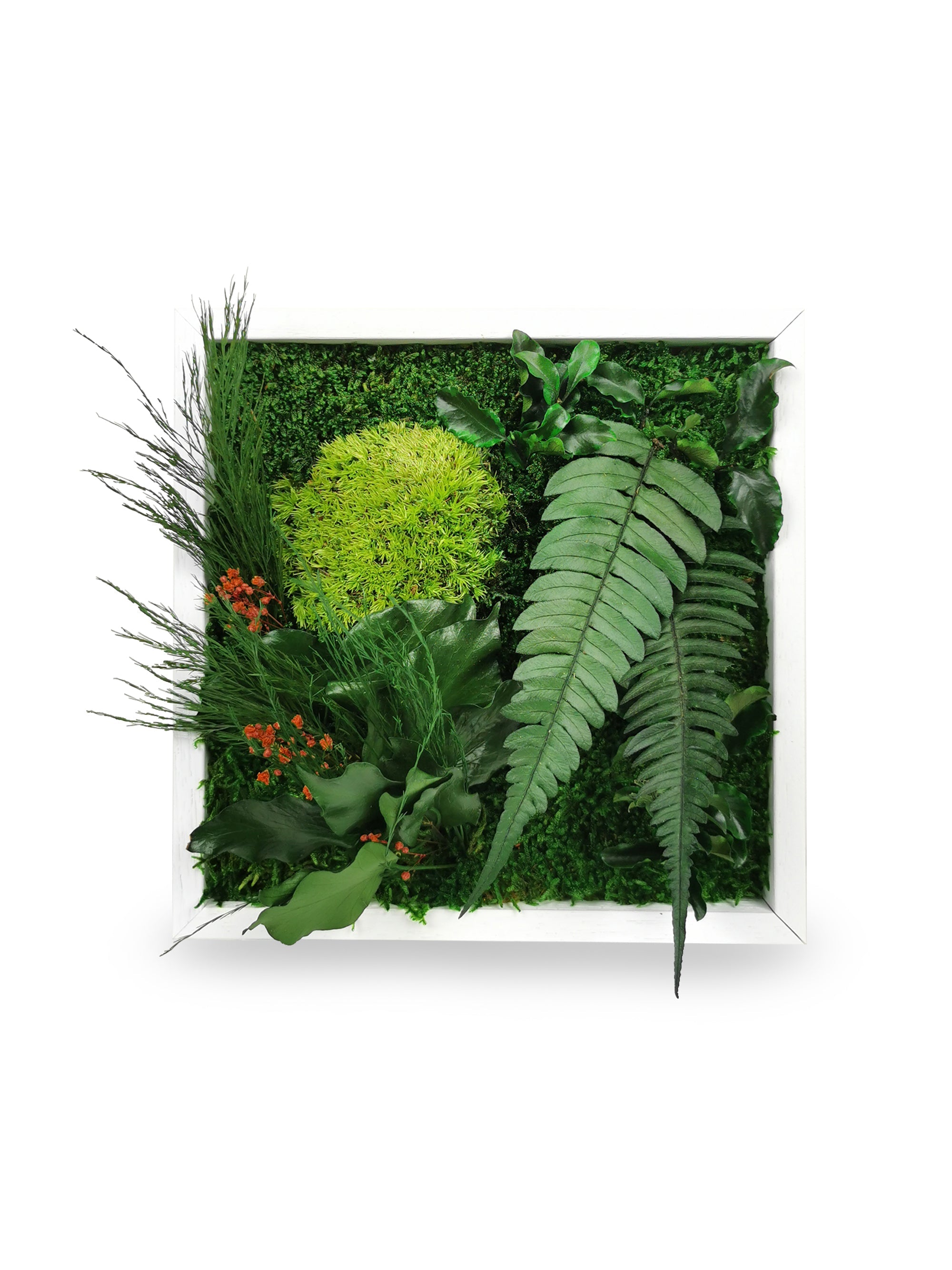 Quadro vegetale naturale stabilizzato Elegance 22x22