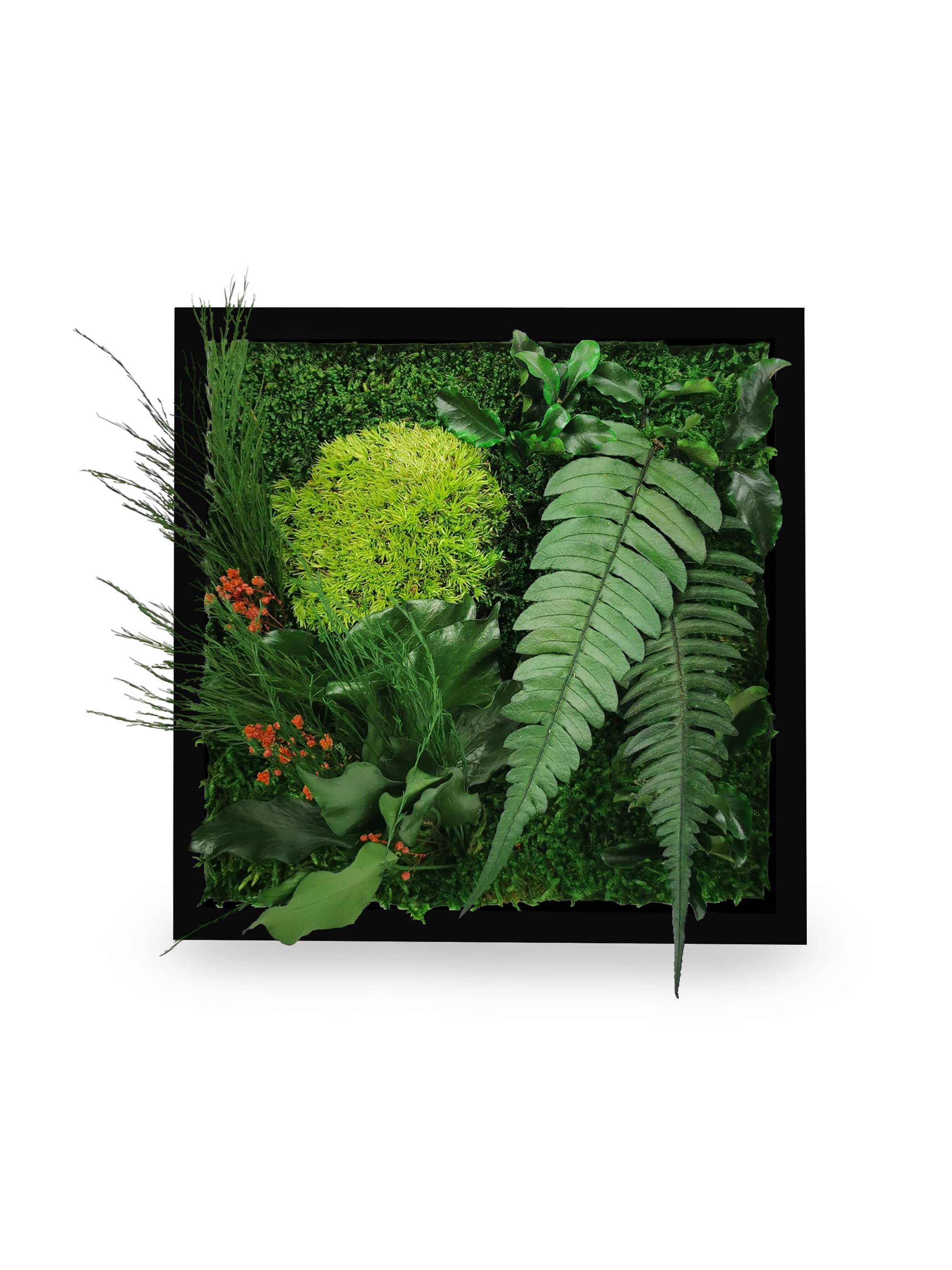Quadro vegetale naturale stabilizzato Elegance 22x22
